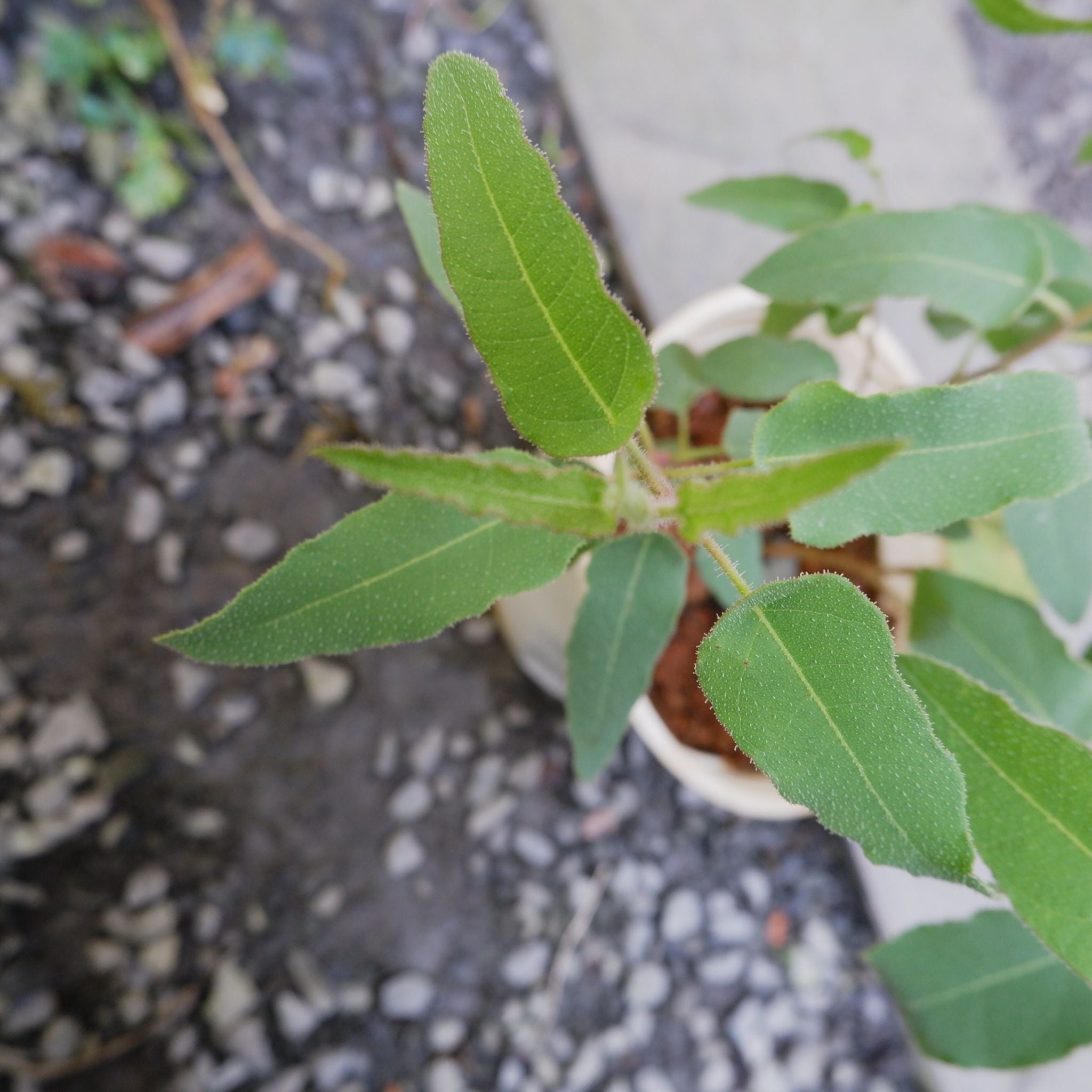  Bạch đàn chanh (Eucalyptus citriodora) 