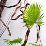  Cây Cọ Ta nội thất size lớn 