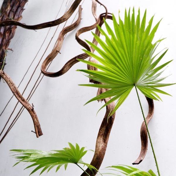  Cây Cọ Ta nội thất size lớn 