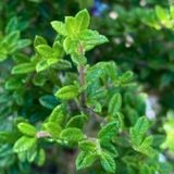  Hàm hương (Moujean Tea, Bahamas Berry, Pineapple Verbena) 