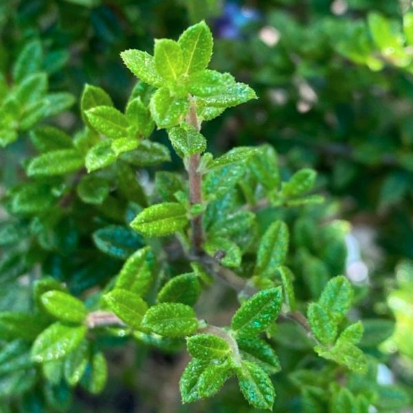  Hàm hương (Moujean Tea, Bahamas Berry, Pineapple Verbena) 