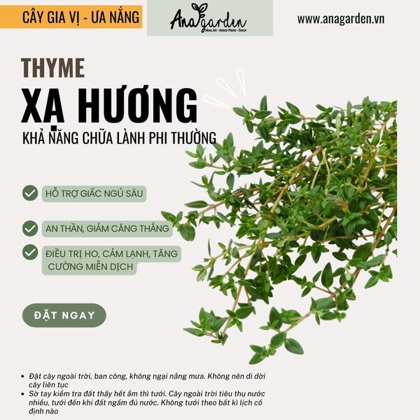  Xạ hương (Thyme, Common thyme) 