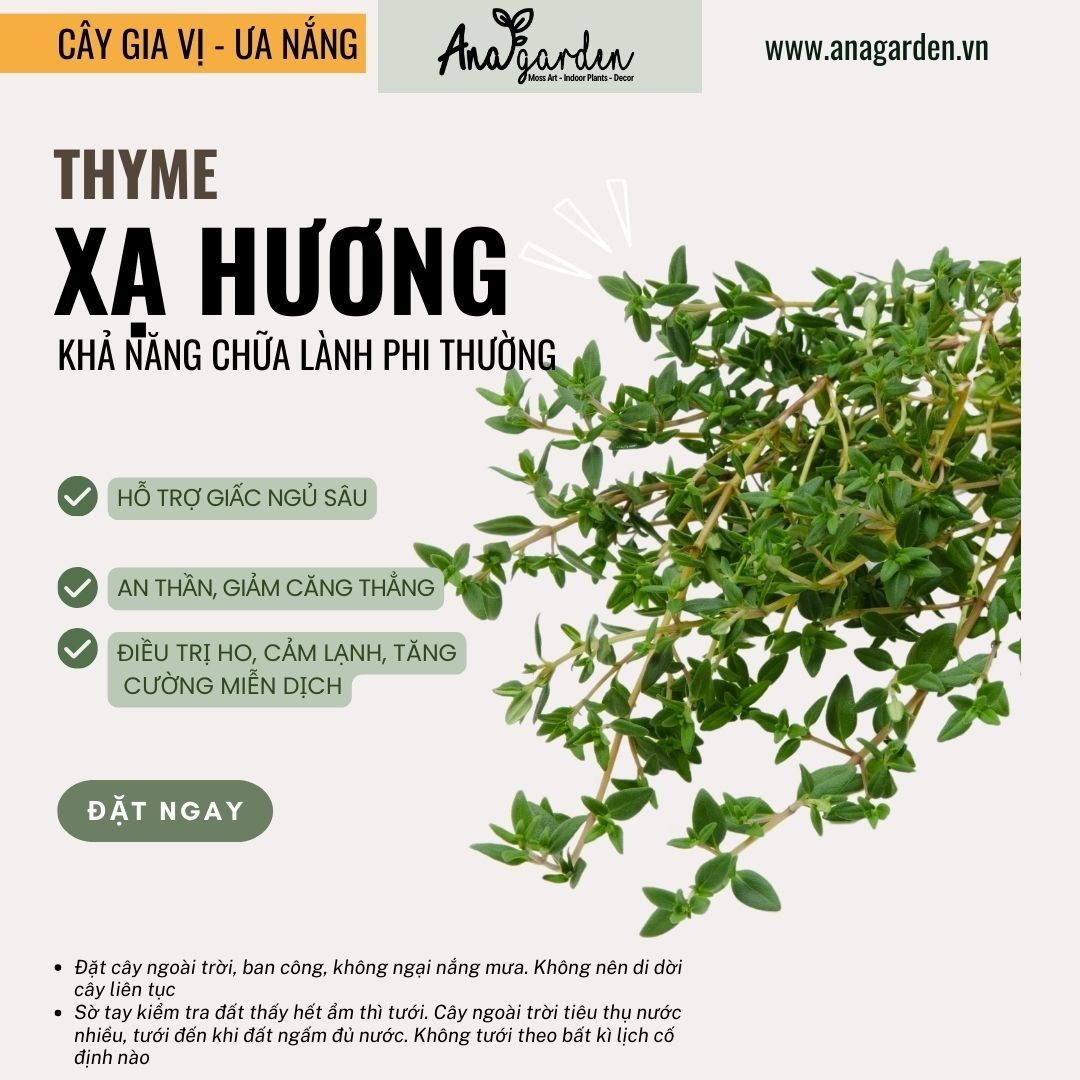  Xạ hương (Thyme, Common thyme) 