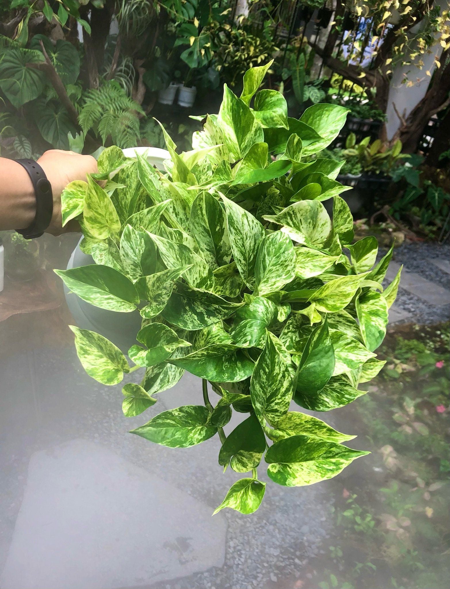  Cây Trầu Bà Sữa Marble nội thất 