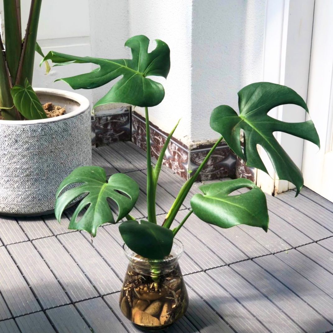  Cây Monstera thuỷ canh nội thất 