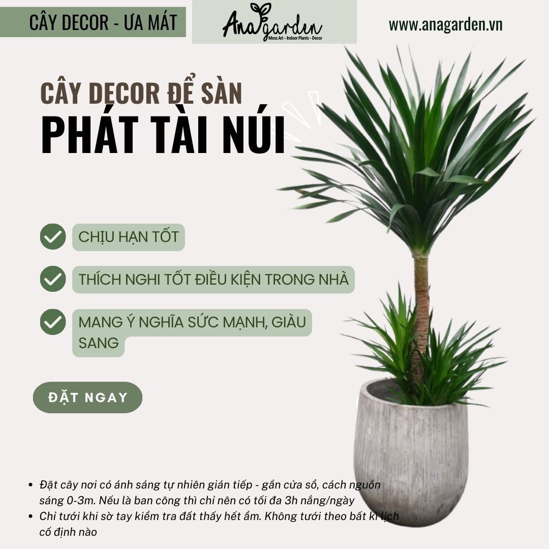  Cây Phát tài núi size lớn 