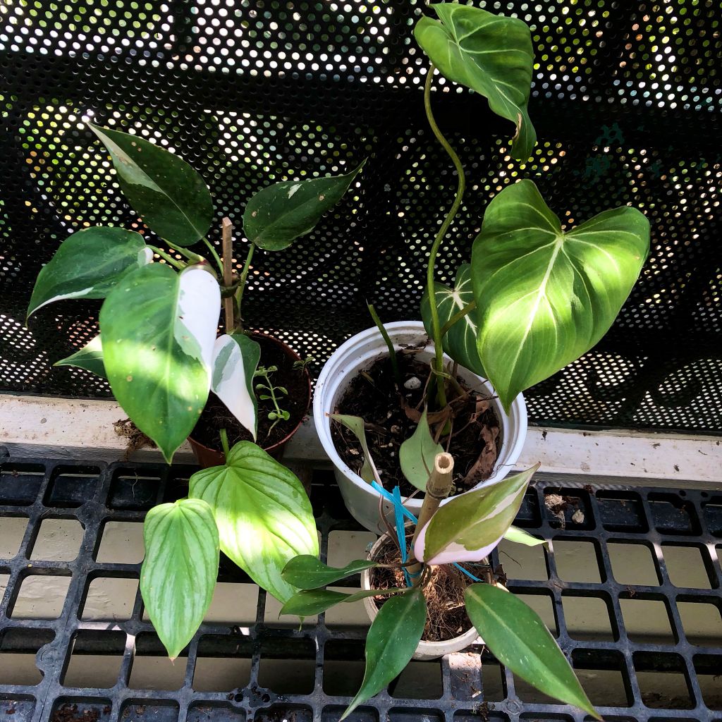  Combo 3 cây trồng nội thất 3 