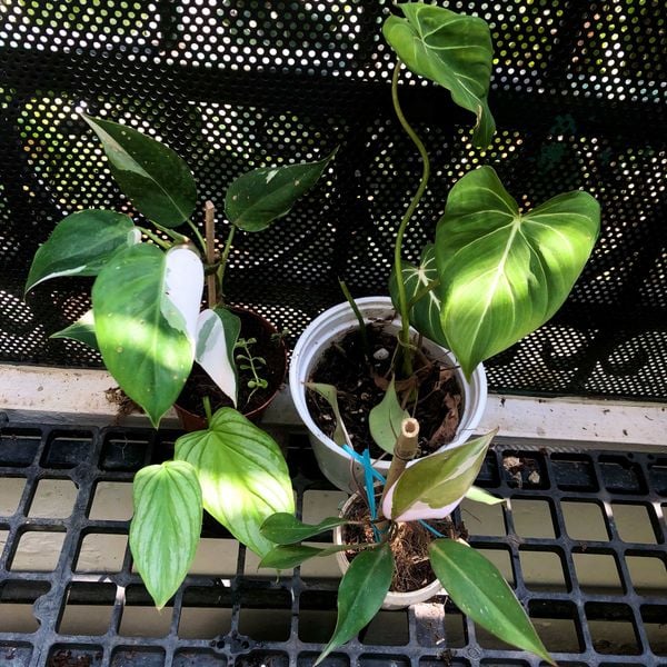  Combo 3 cây trồng nội thất 3 