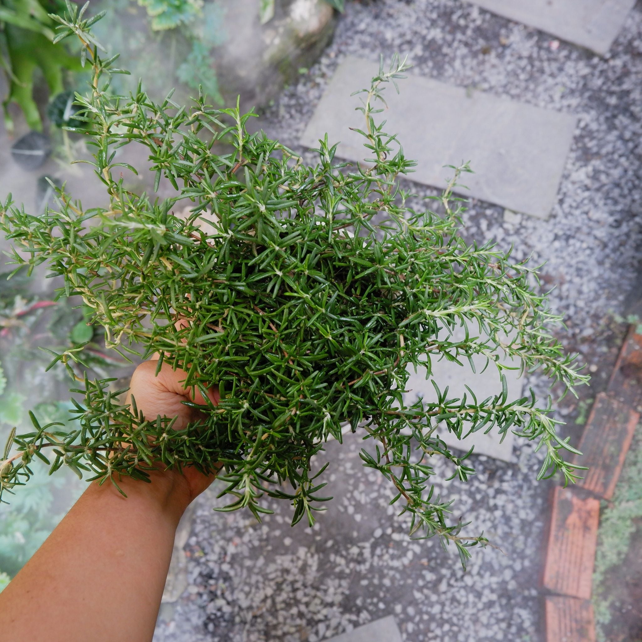  Cây Hương thảo (Rosemary) 