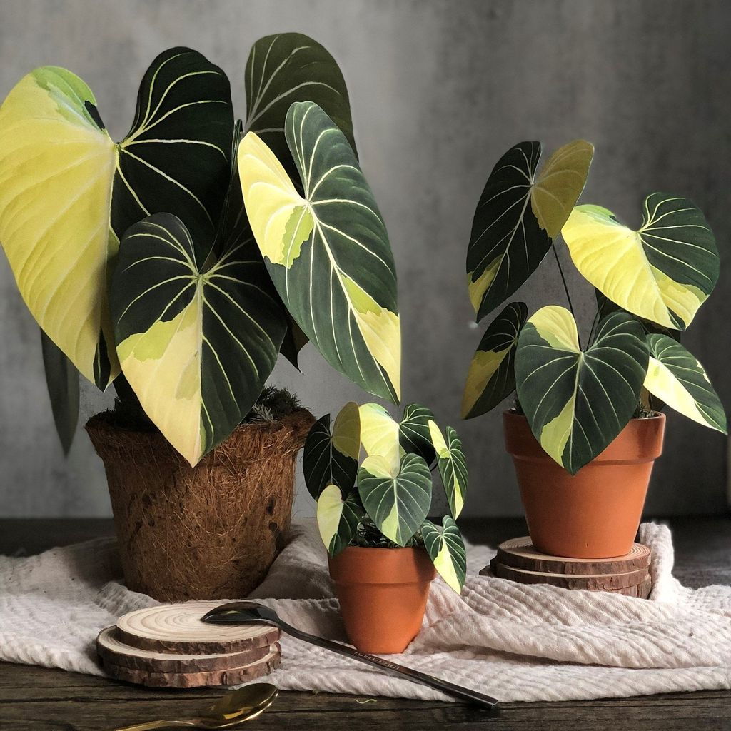  PP Gloriosum mô hình trang trí 