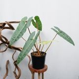  Cây Hạc Cam nội thất size nhỏ 