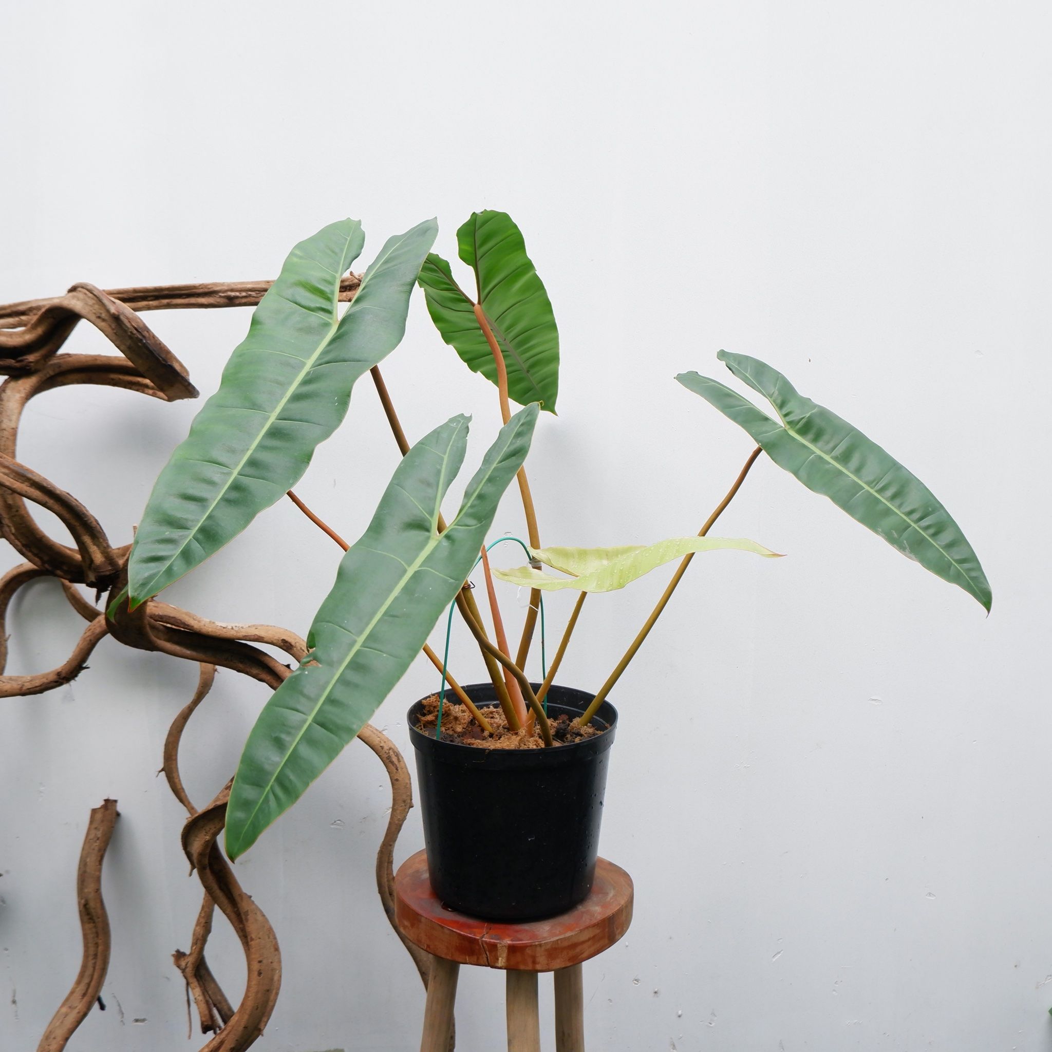  Cây Hạc Cam nội thất size nhỏ 