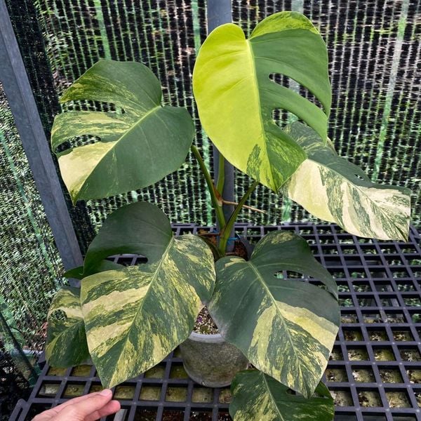  Cây Monstera Aurea sưu tầm 