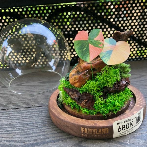  Chụp Thủy Tinh Rêu D12-H12 001 