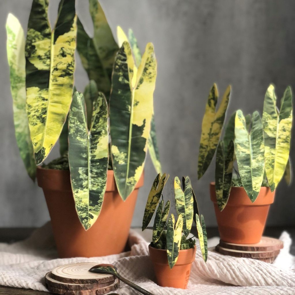  PP Billetiae mô hình trang trí 