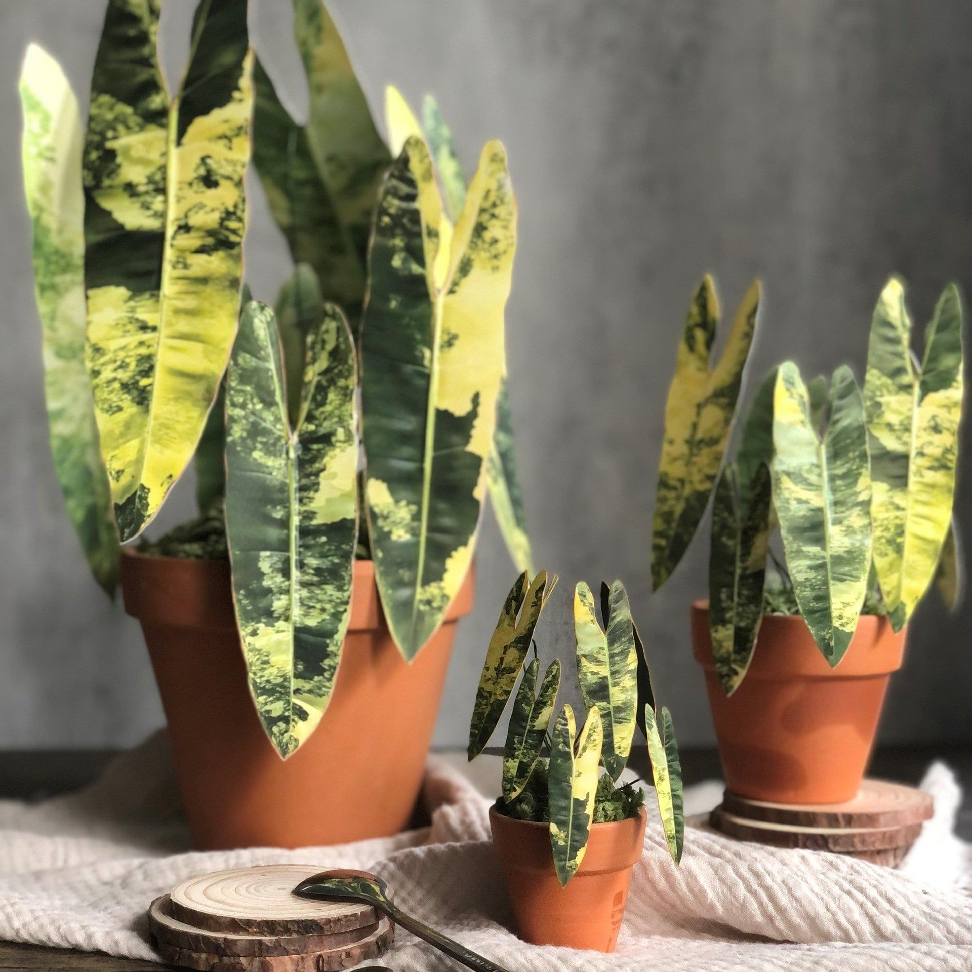  PP Billetiae mô hình trang trí 