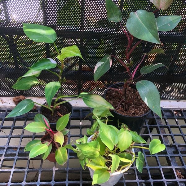  Combo 4 cây trồng nội thất 2 