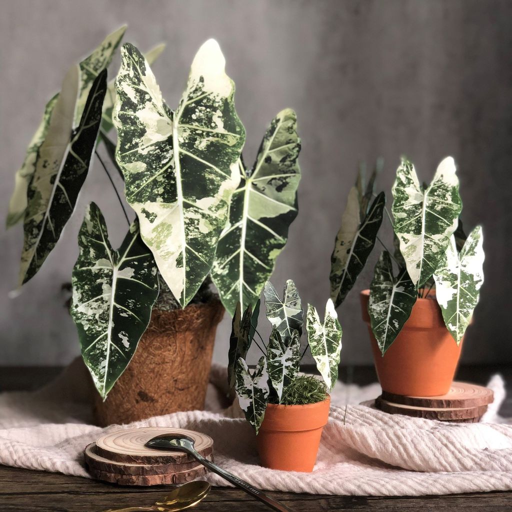  PP Frydek mô hình trang trí 