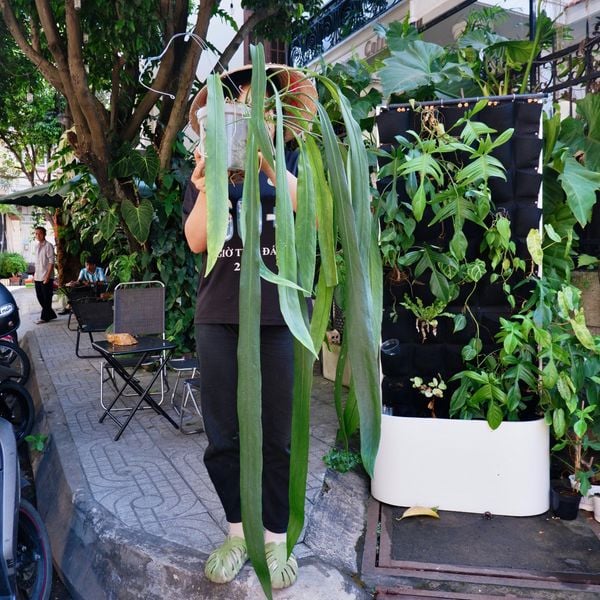  Cây Anthurium Vittarifolium sưu tầm 