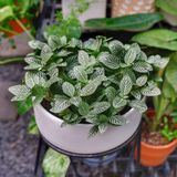  Lá mai mắn - Fittonia nội thất 