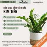  Cây Kim tiền nội thất size lớn 
