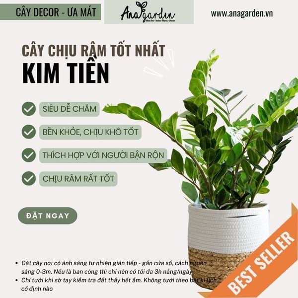  Cây Kim tiền nội thất size lớn 