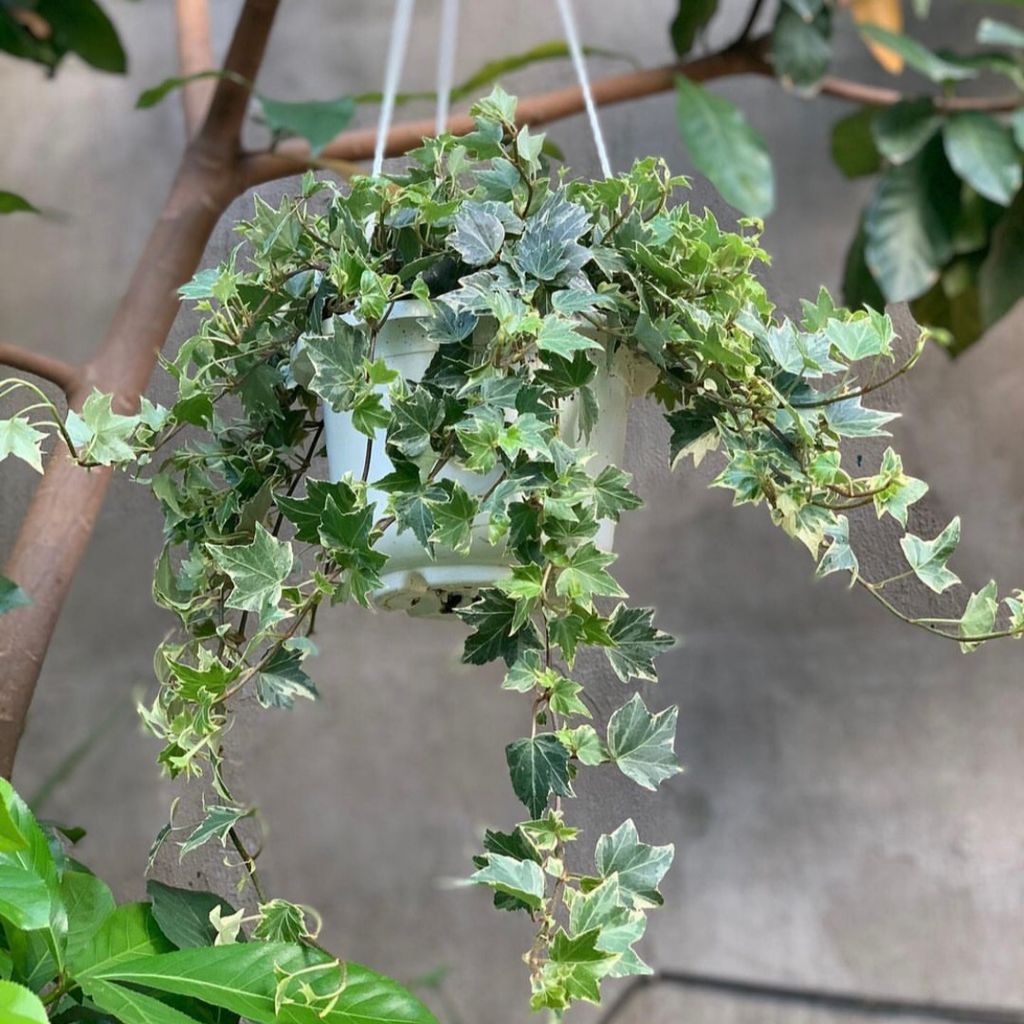  Cây Thường Xuân Var nội thất 