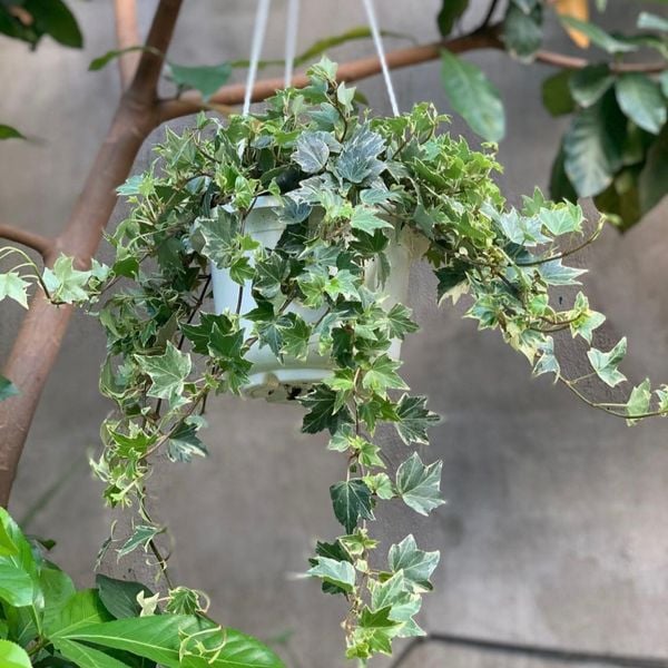  Cây Thường Xuân Var nội thất 