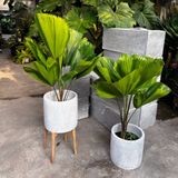  Cây Cọ Nhật nội thất size lớn 