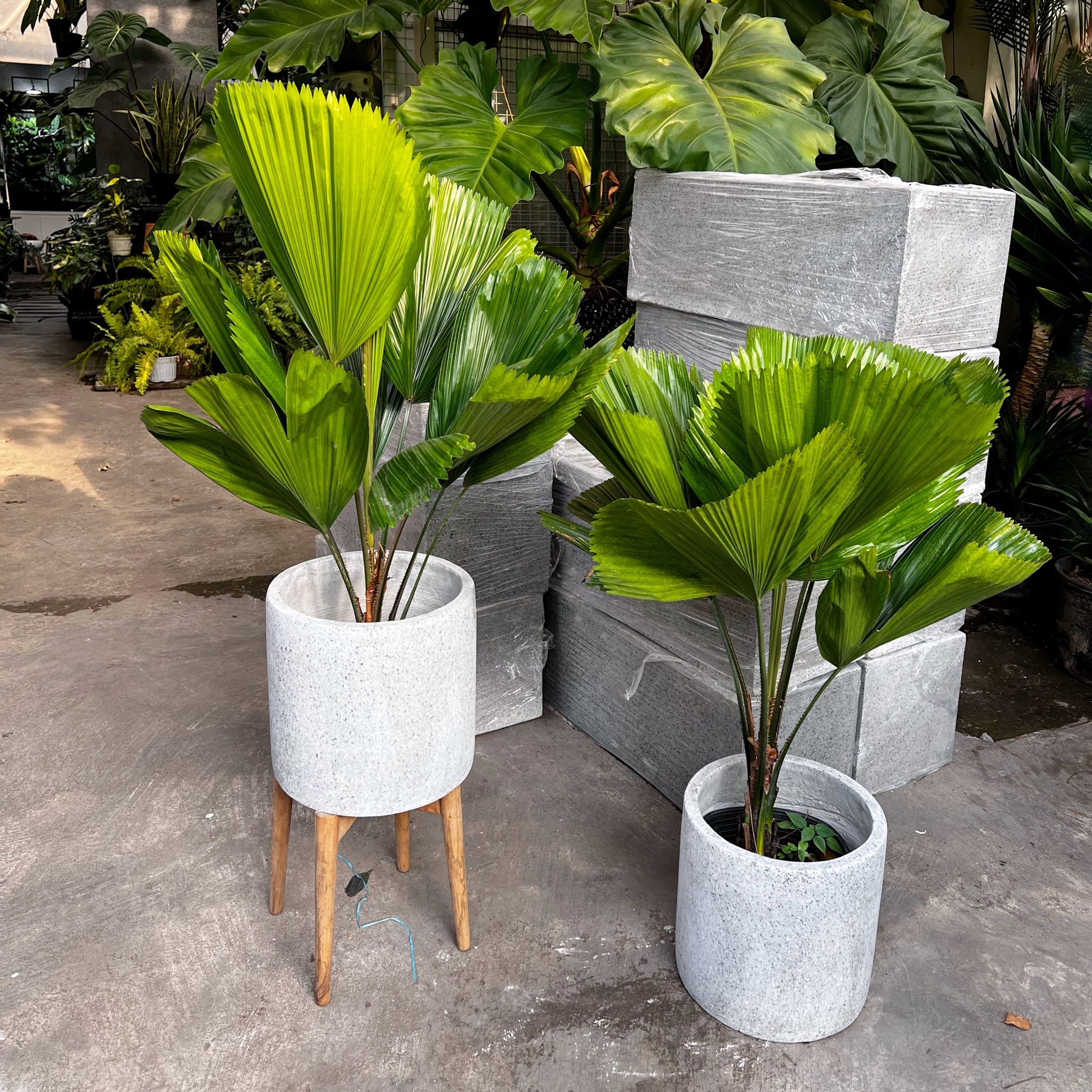  Cây Cọ Nhật nội thất size lớn 