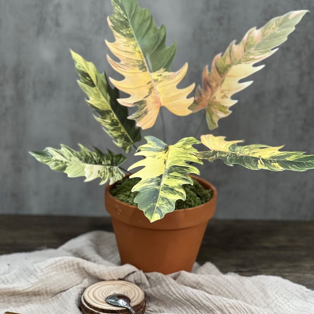  PP Caramel mô hình trang trí 