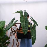  Cây Hạc Cam nội thất size nhỏ 