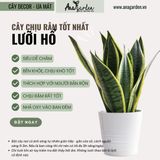  Cây Lưỡi hổ nội thất size nhỏ 