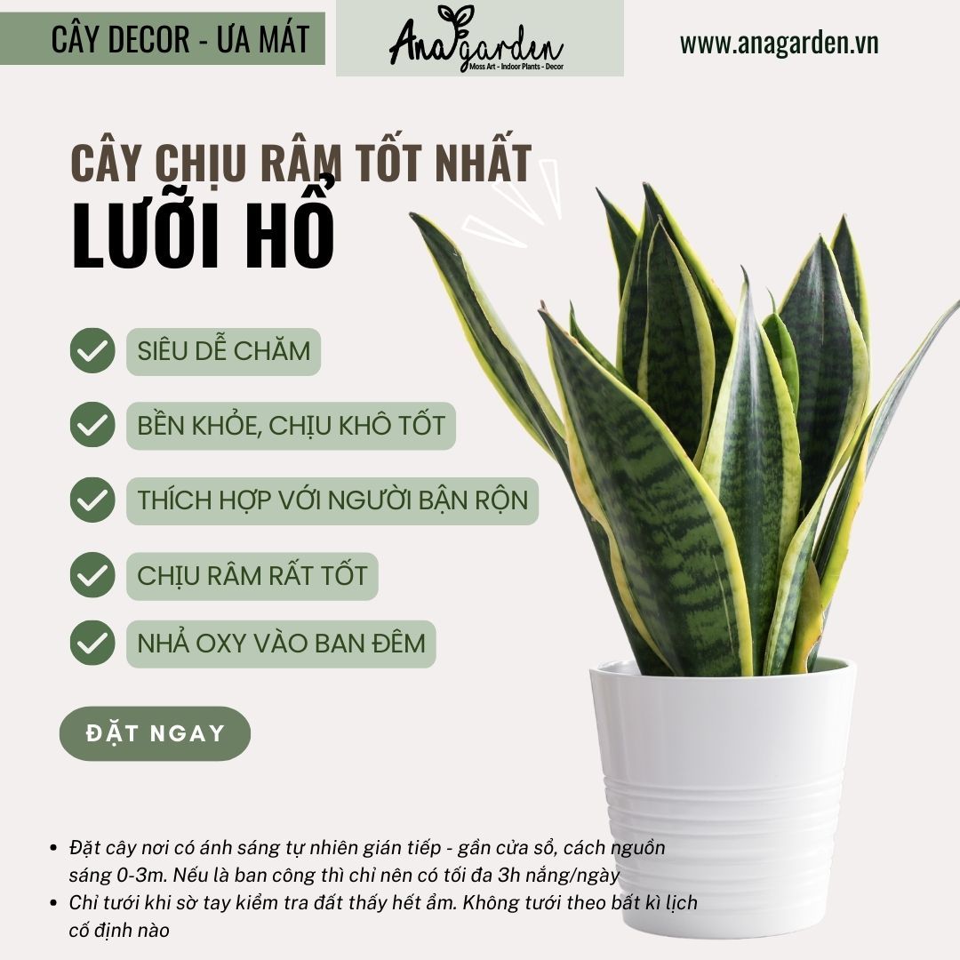  Cây Lưỡi hổ nội thất size nhỏ 