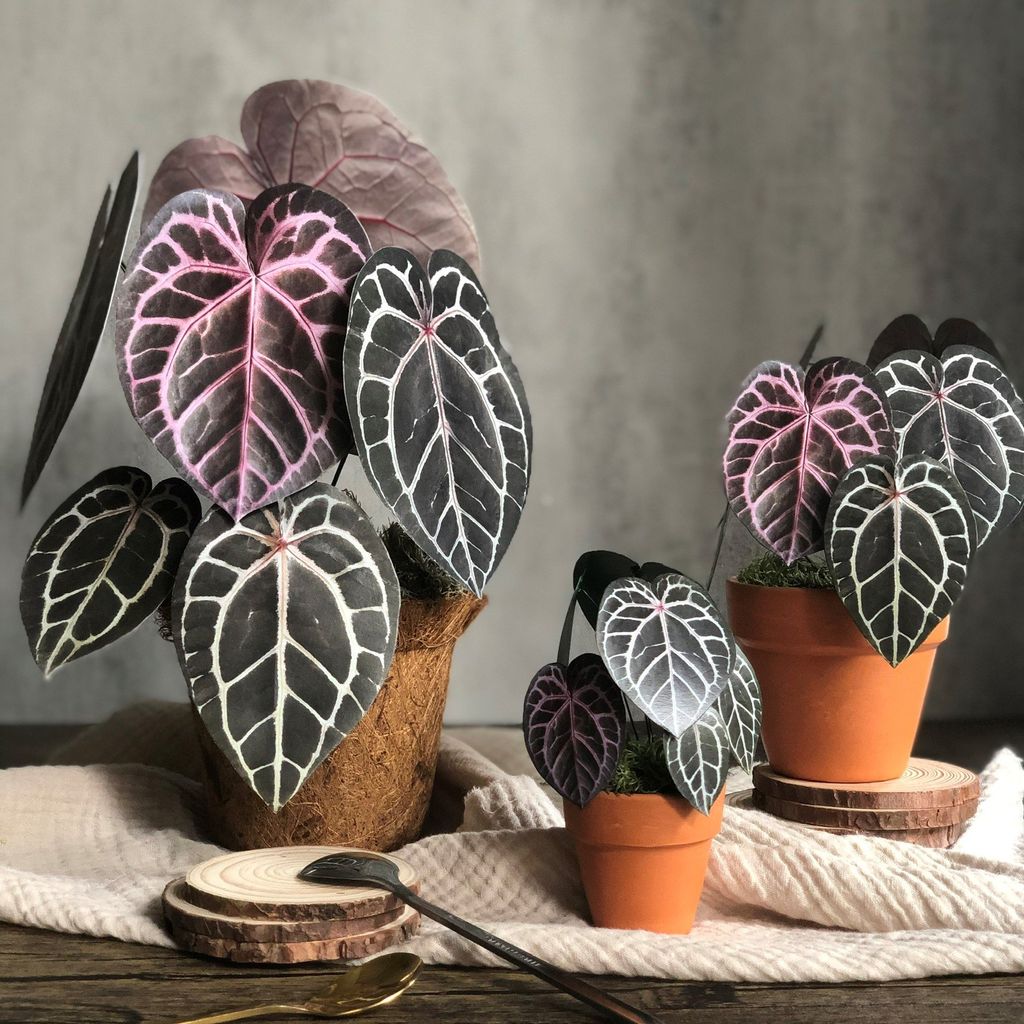  PP Michelle mô hình trang trí 