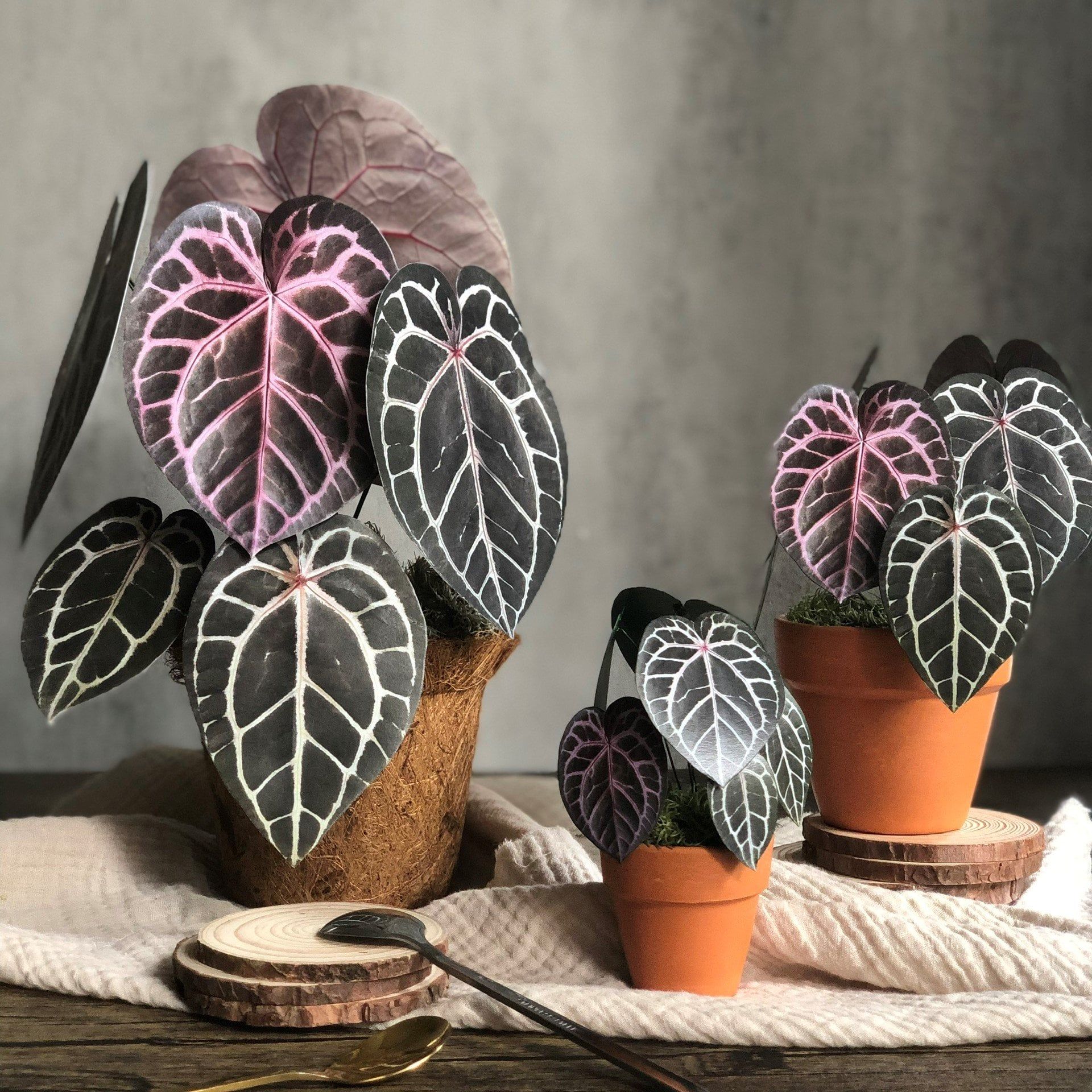  PP Michelle mô hình trang trí 