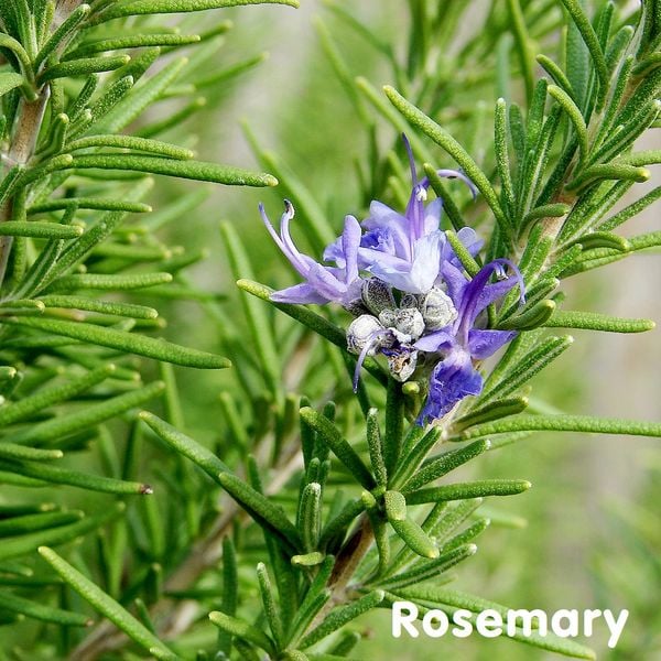  Cây Hương thảo (Rosemary) 
