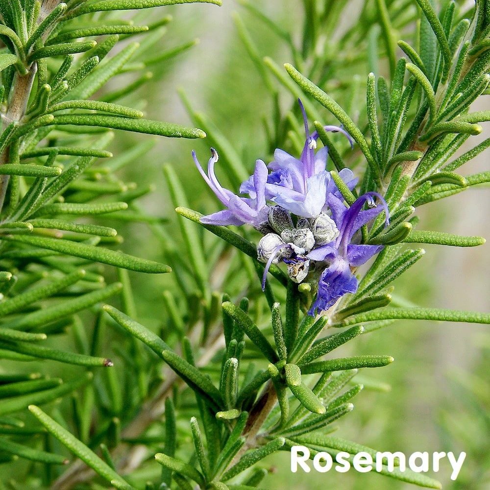  Cây Hương thảo (Rosemary) 