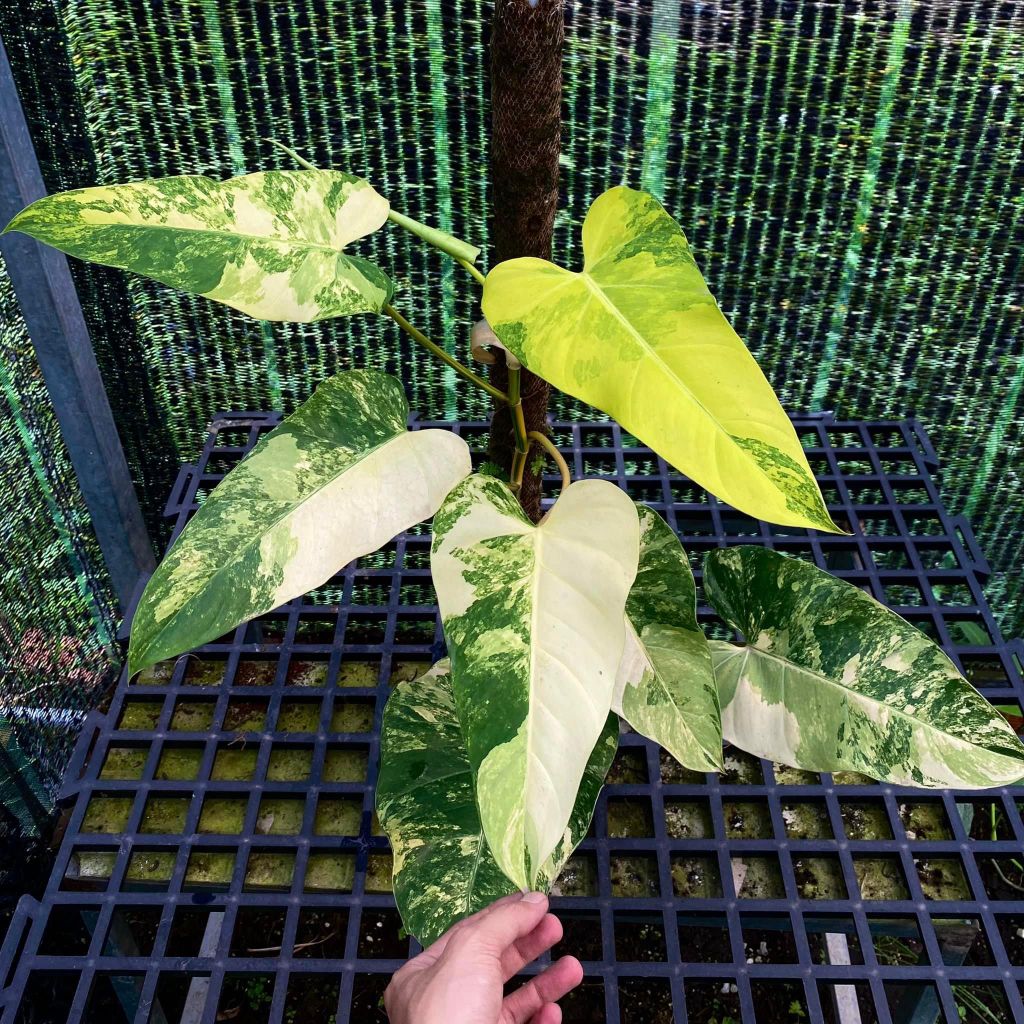  Philodendron Domesticum var sưu tầm 