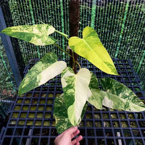  Philodendron Domesticum var sưu tầm 