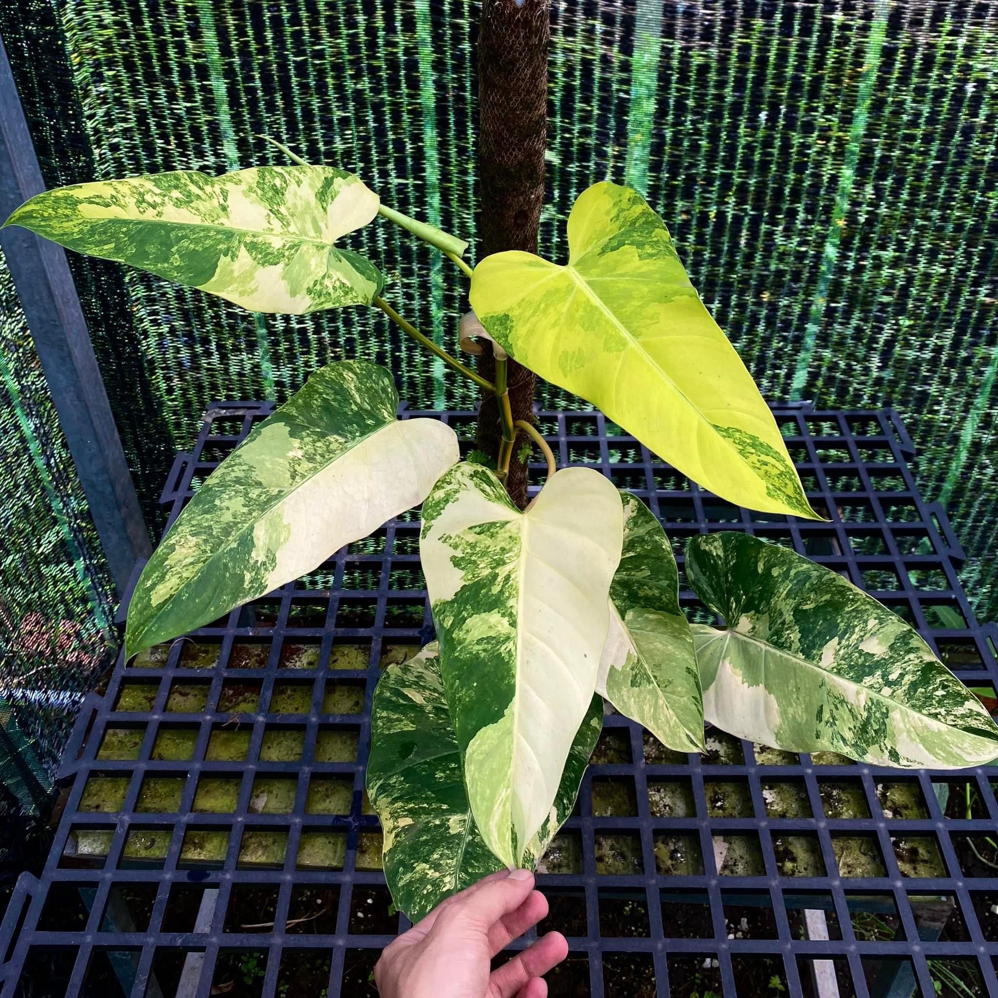  Philodendron Domesticum var sưu tầm 