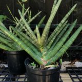  Cây Ngà voi nội thất size nhỏ 