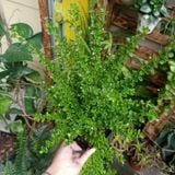  Hàm hương (Moujean Tea, Bahamas Berry, Pineapple Verbena) 