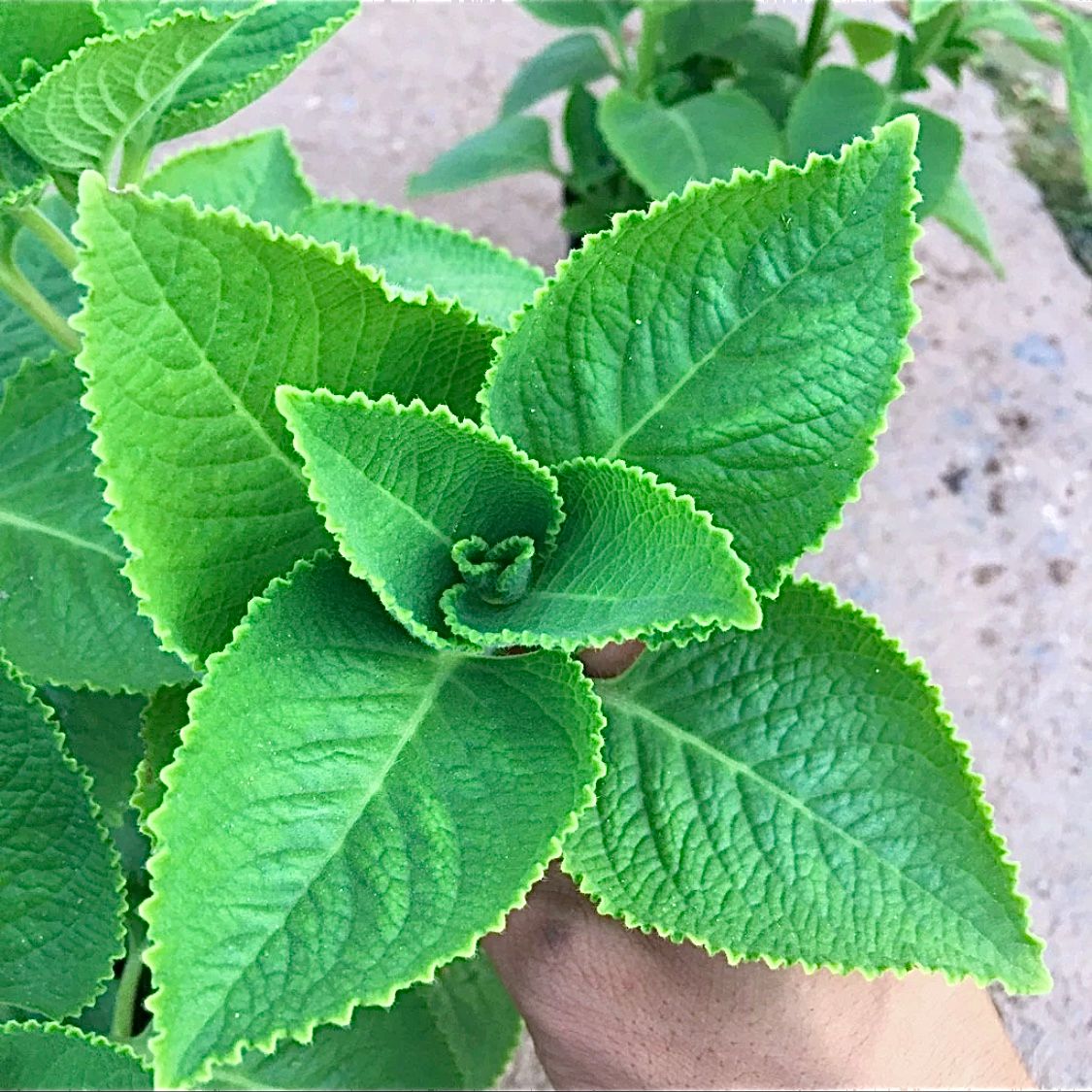  Húng chanh (Coleus crassifolius Benth) 