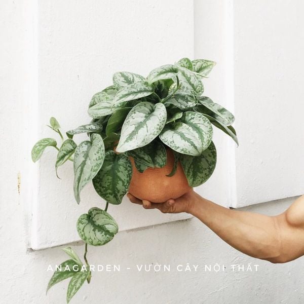  Cây Trầu Bà Lụa treo nội thất 