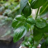  Húng quế tây (sweet Basil) 