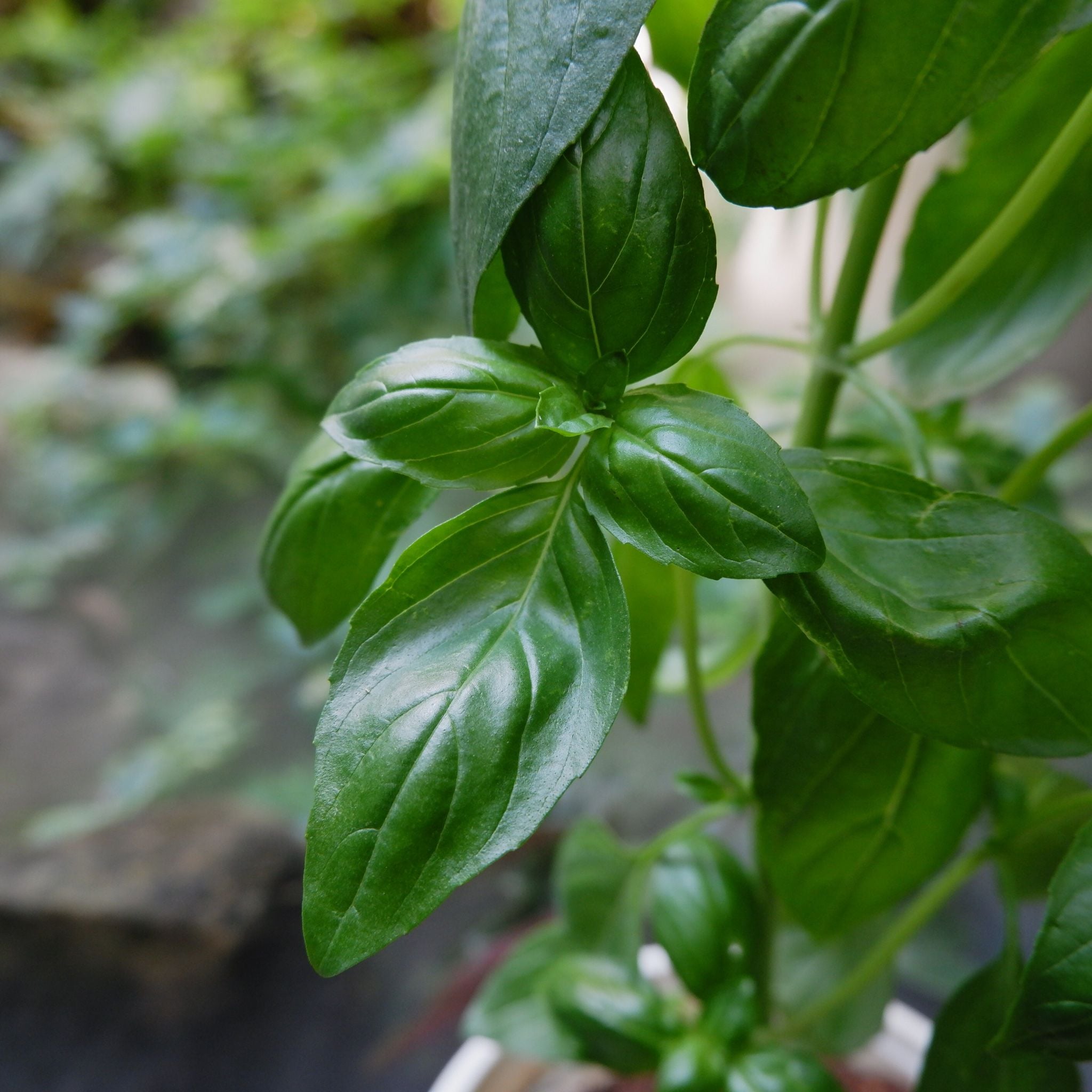  Húng quế tây (sweet Basil) 
