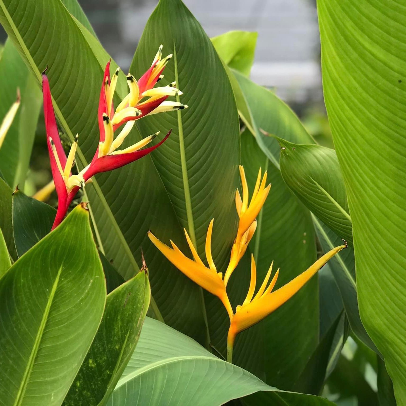  Cây Chuối két xanh ưa nắng 