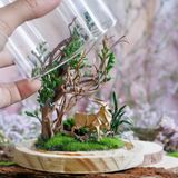  Chụp Thủy Tinh Rêu D11-H12 002 