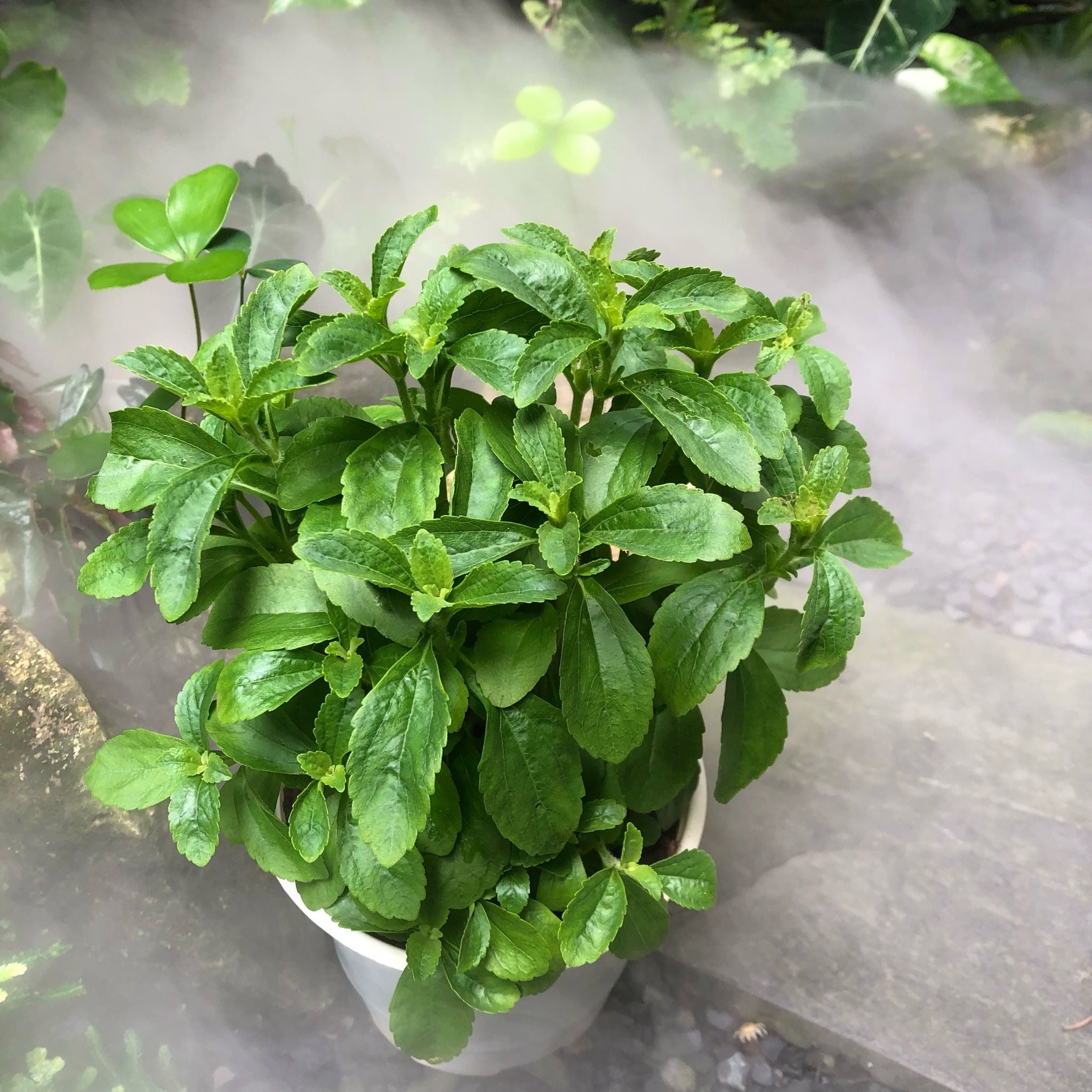  Cỏ ngọt (Stevia rebaudiana) 